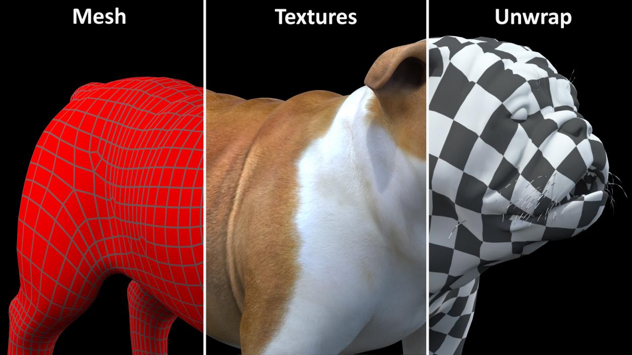 Dogs Rigged Collection 6 3D model