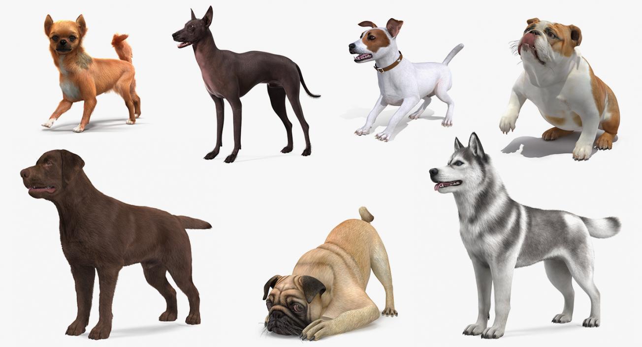 Dogs Rigged Collection 6 3D model