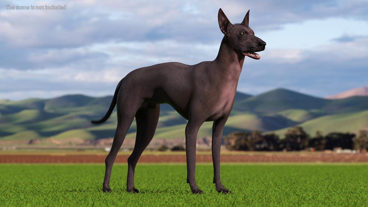 Dogs Rigged Collection 6 3D model