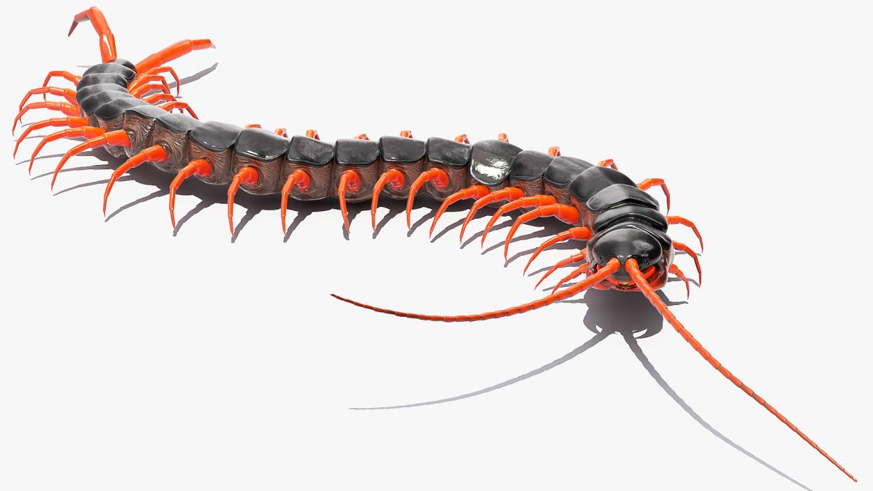 Scolopendra Subspinipes Crawling 3D