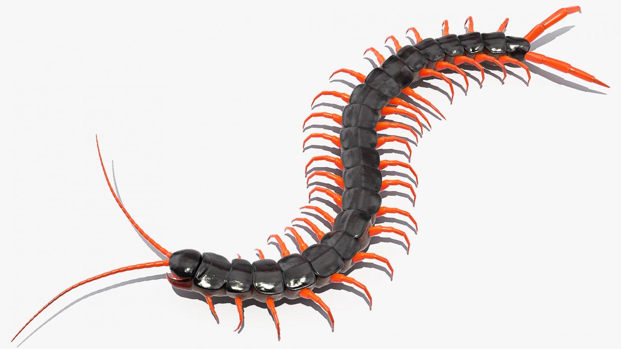 Scolopendra Subspinipes Crawling 3D