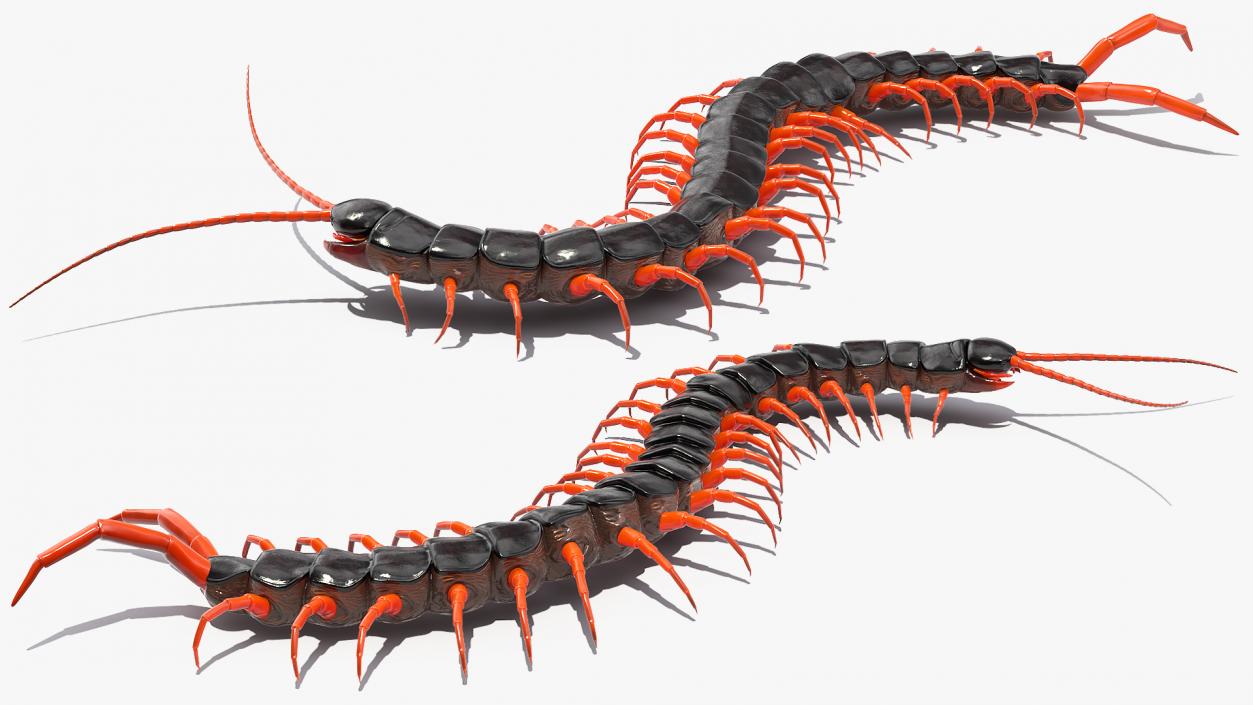 Scolopendra Subspinipes Crawling 3D