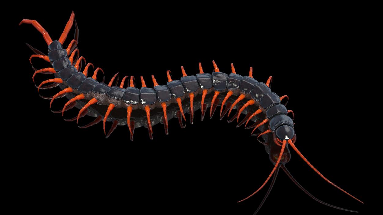 Scolopendra Subspinipes Crawling 3D