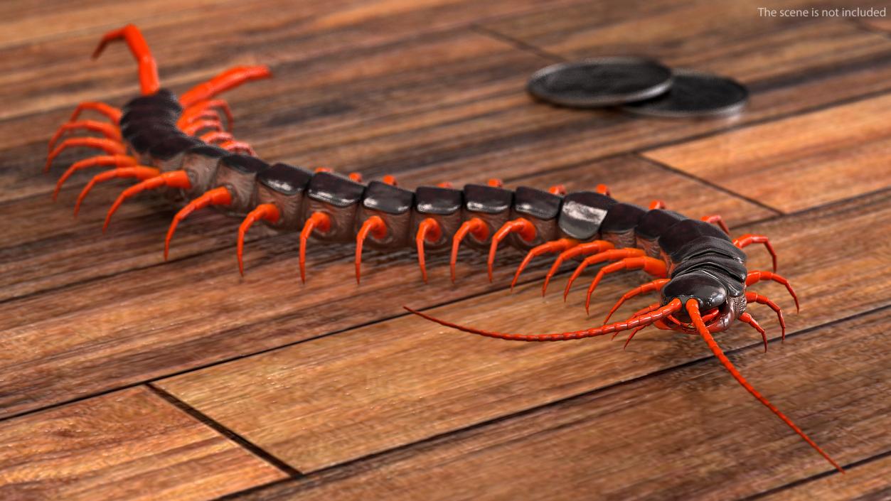 Scolopendra Subspinipes Crawling 3D