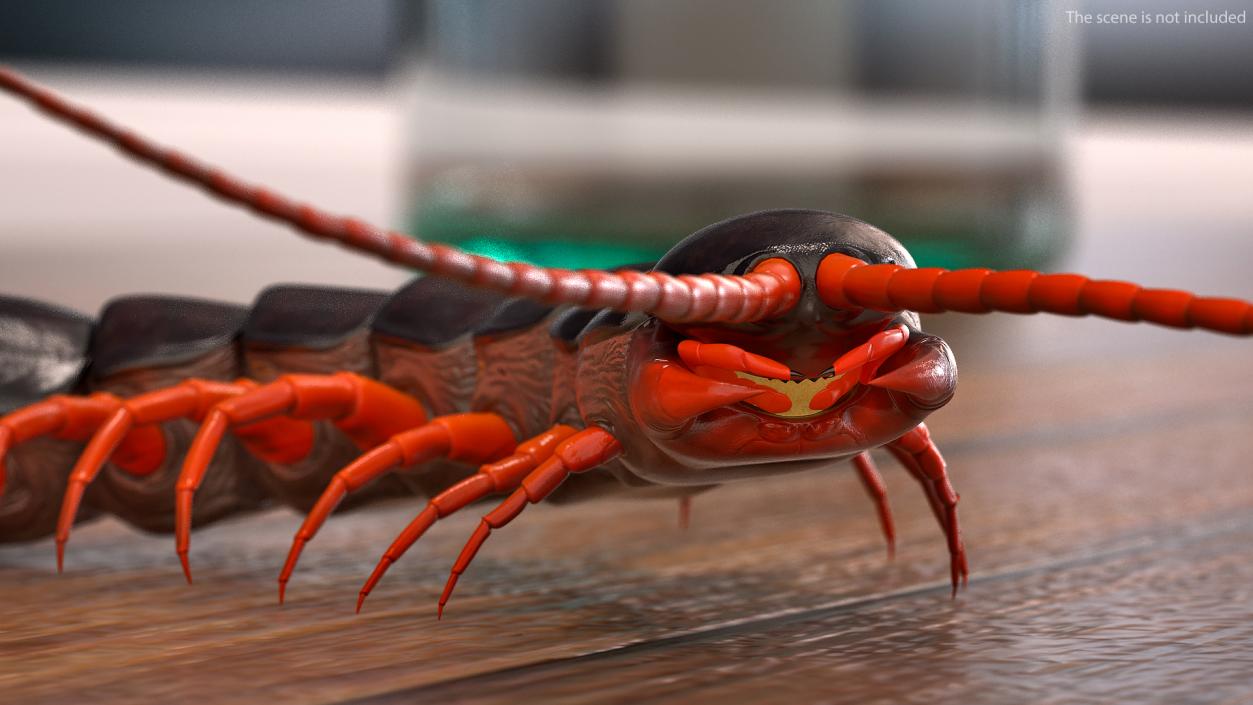 Scolopendra Subspinipes Crawling 3D