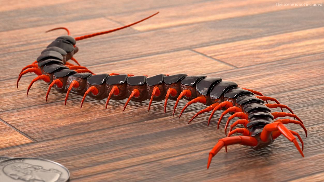 Scolopendra Subspinipes Crawling 3D