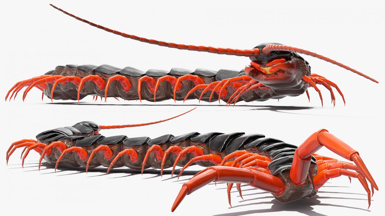 Scolopendra Subspinipes Crawling 3D