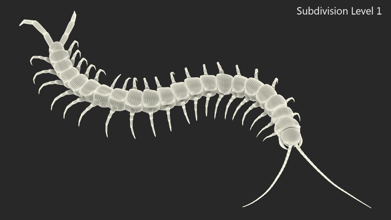 Scolopendra Subspinipes Crawling 3D