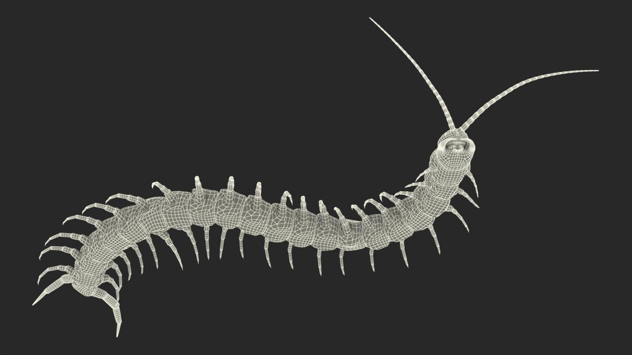 Scolopendra Subspinipes Crawling 3D