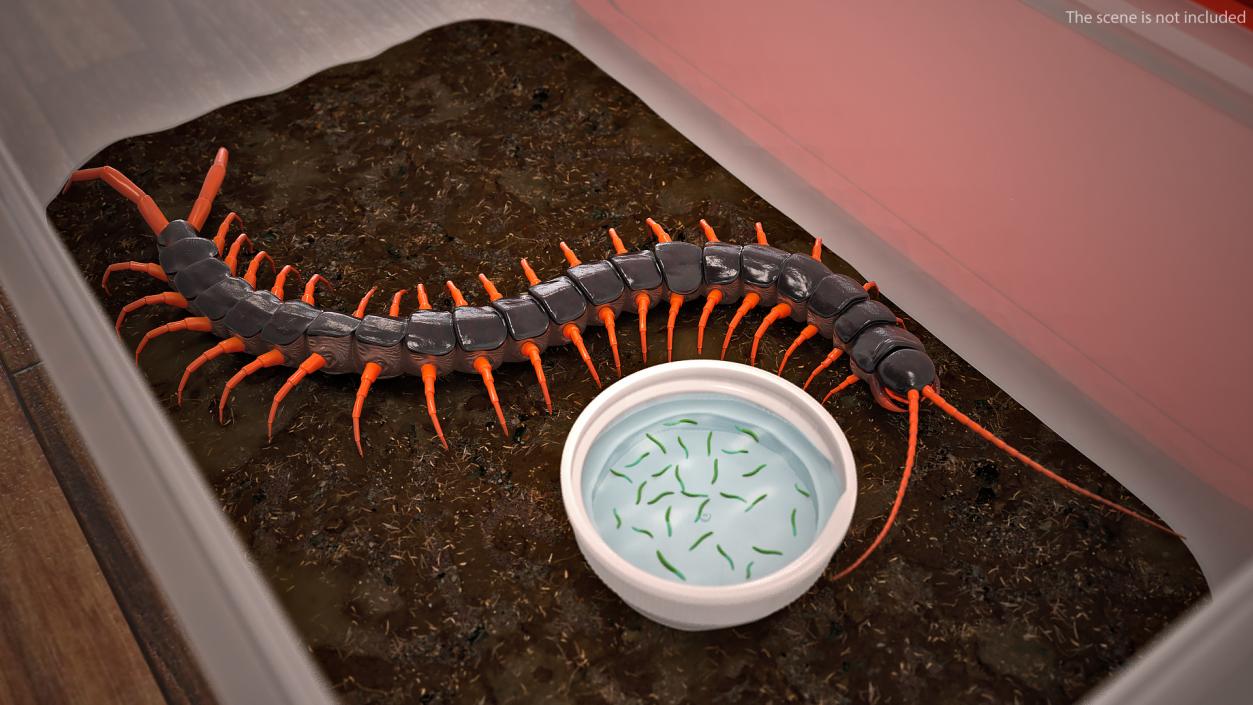 Scolopendra Subspinipes Crawling 3D