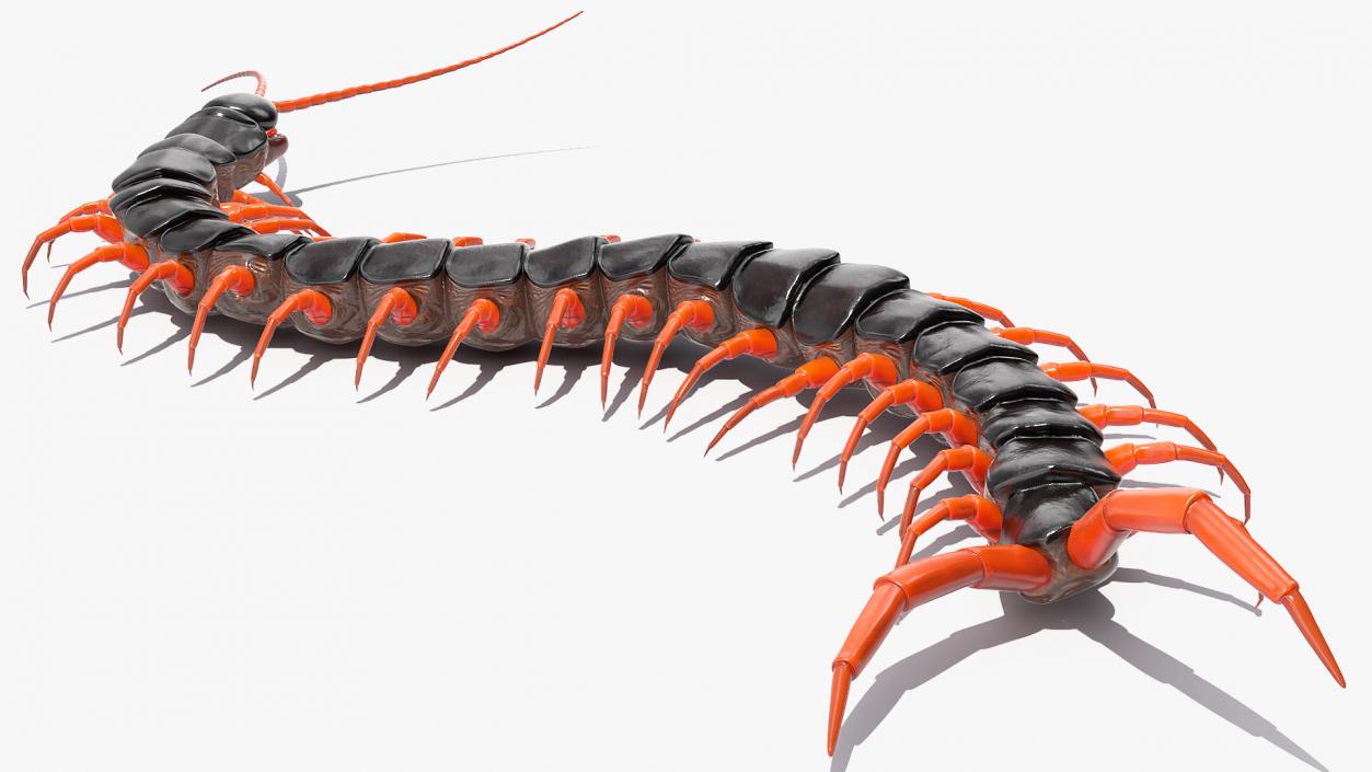 Scolopendra Subspinipes Crawling 3D