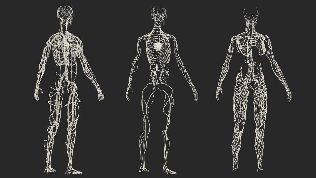 3D Female Cardiovascular Lymphatic and Nervous Systems