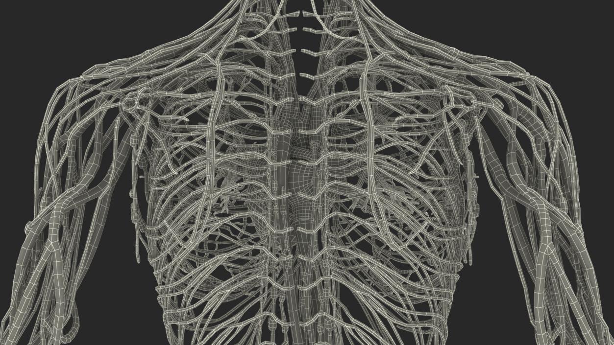 3D Female Cardiovascular Lymphatic and Nervous Systems