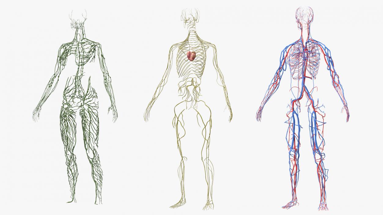 3D Female Cardiovascular Lymphatic and Nervous Systems