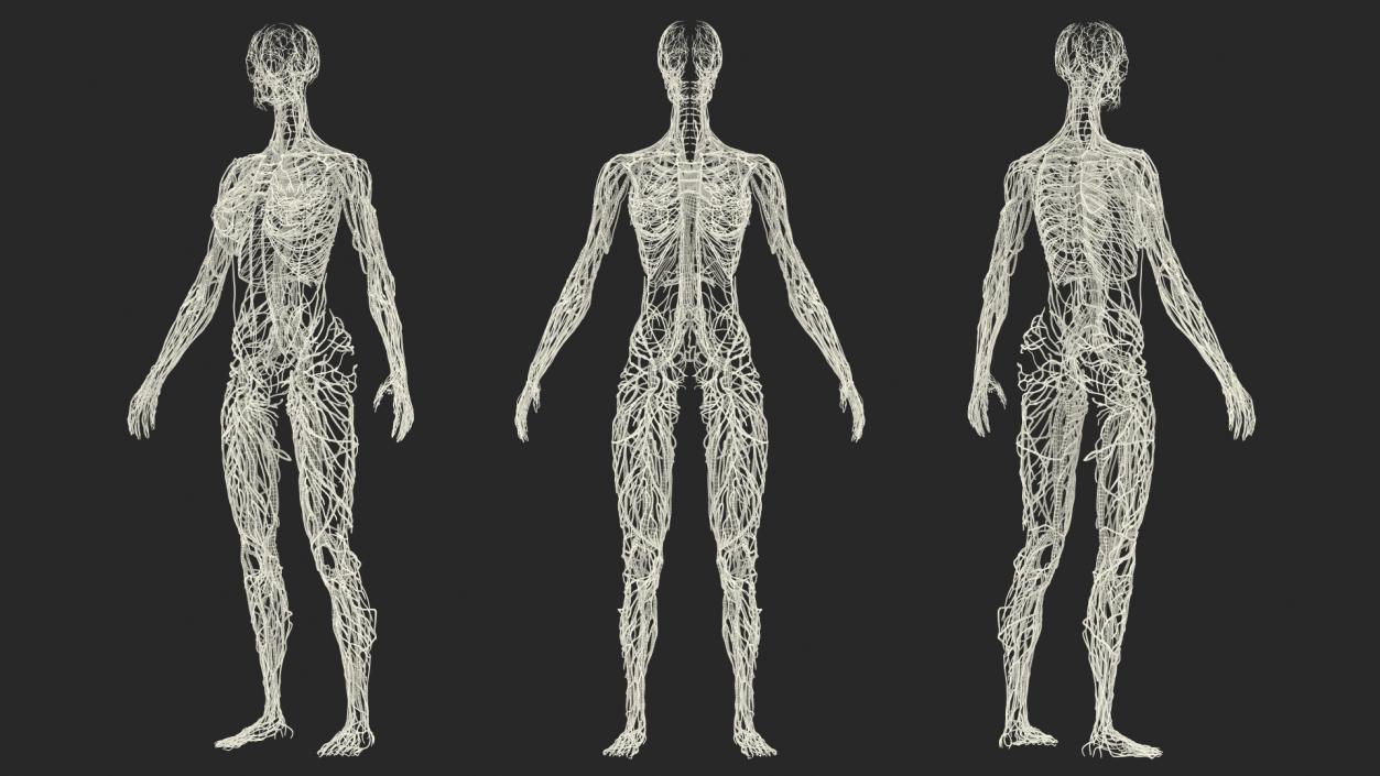 3D Female Cardiovascular Lymphatic and Nervous Systems