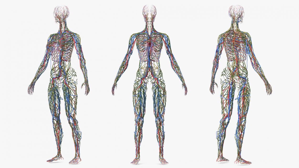 3D Female Cardiovascular Lymphatic and Nervous Systems