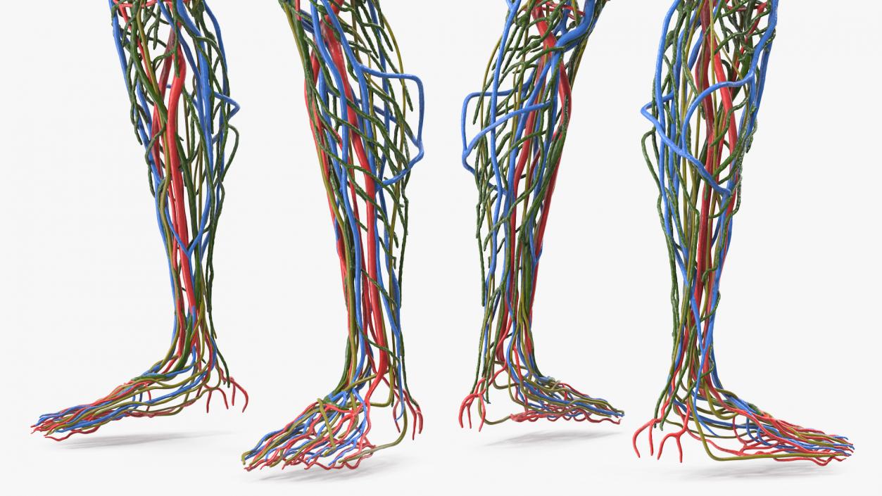 3D Female Cardiovascular Lymphatic and Nervous Systems