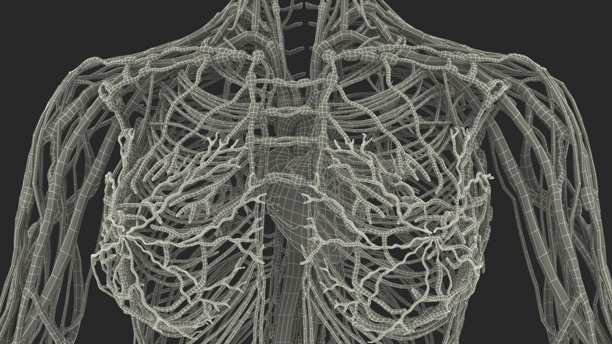 3D Female Cardiovascular Lymphatic and Nervous Systems