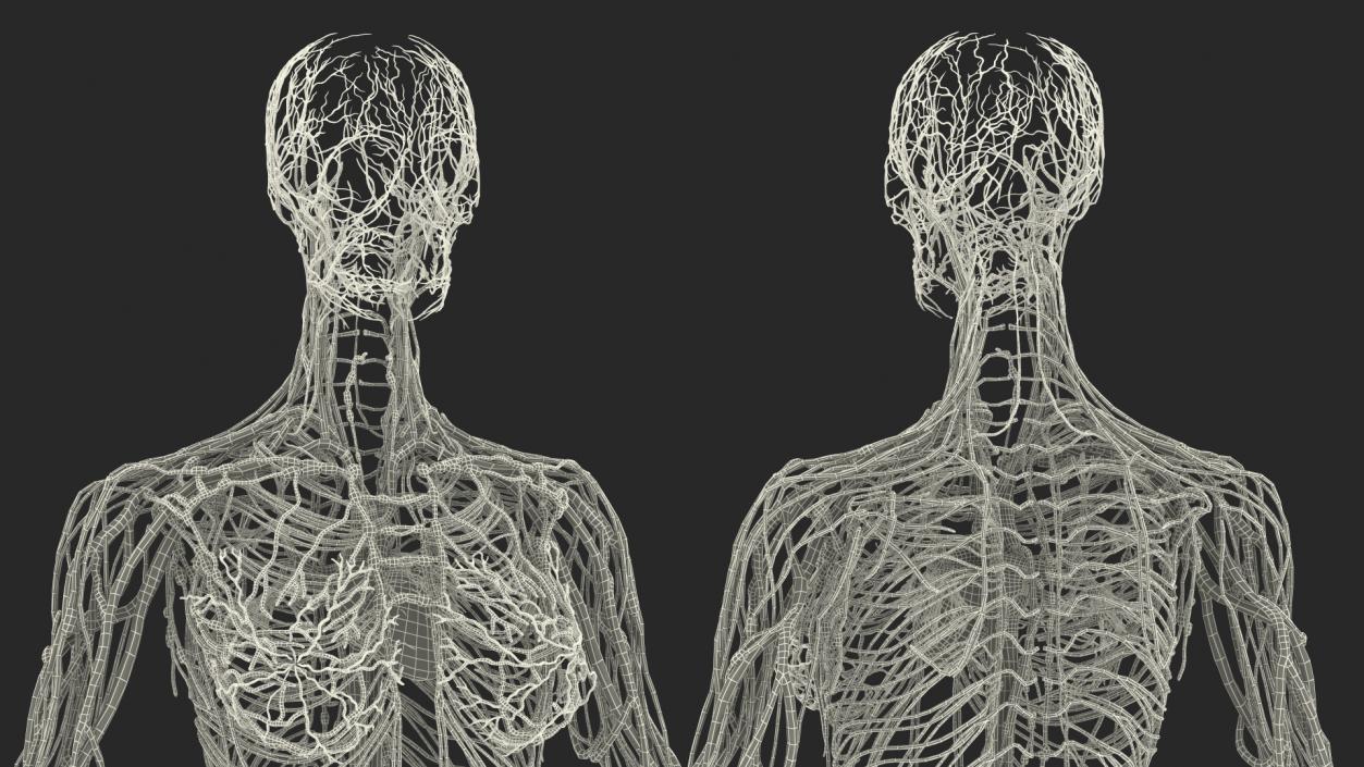 3D Female Cardiovascular Lymphatic and Nervous Systems