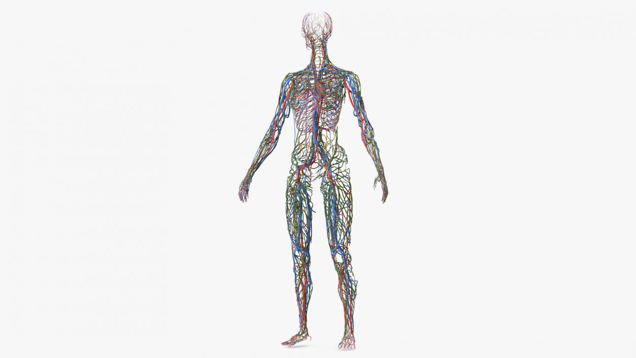 3D Female Cardiovascular Lymphatic and Nervous Systems