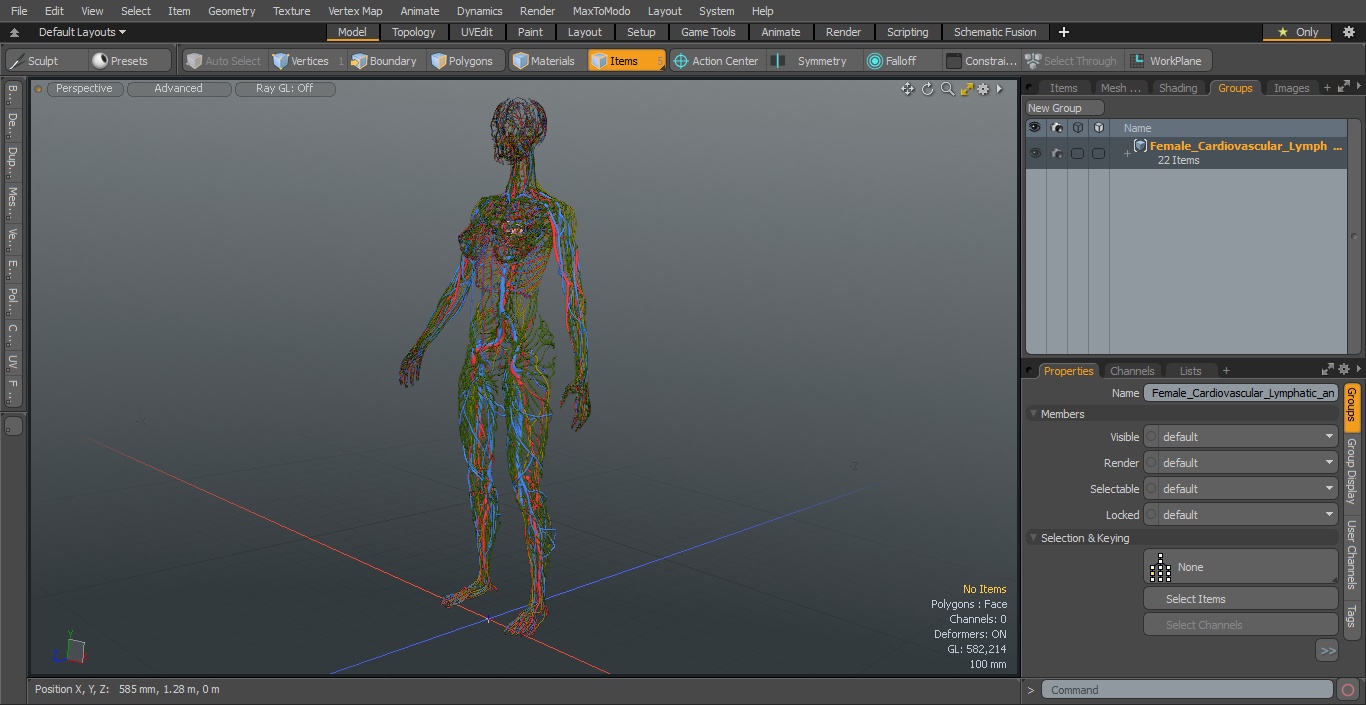 3D Female Cardiovascular Lymphatic and Nervous Systems