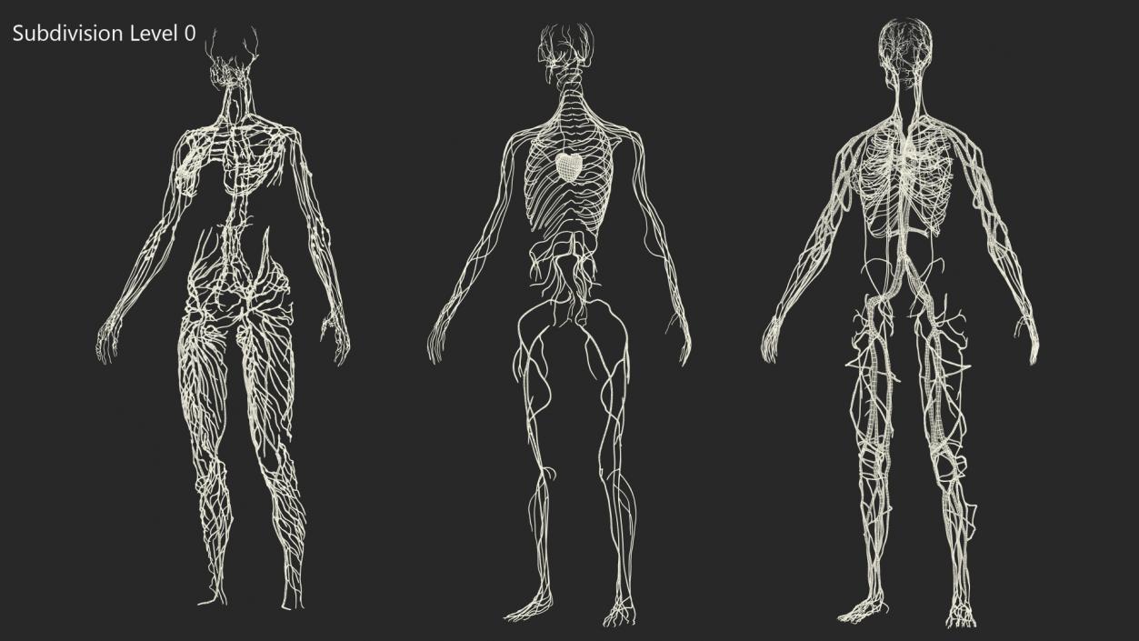 3D Female Cardiovascular Lymphatic and Nervous Systems