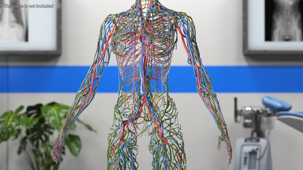 3D Female Cardiovascular Lymphatic and Nervous Systems