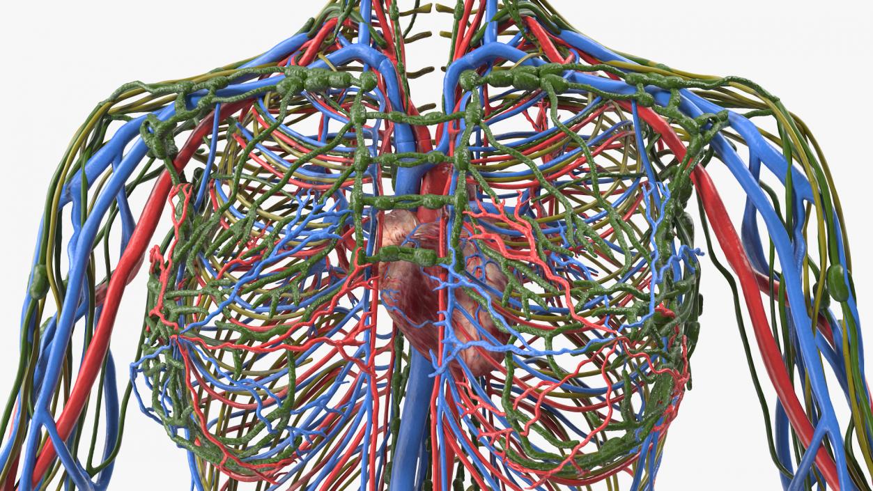 3D Female Cardiovascular Lymphatic and Nervous Systems