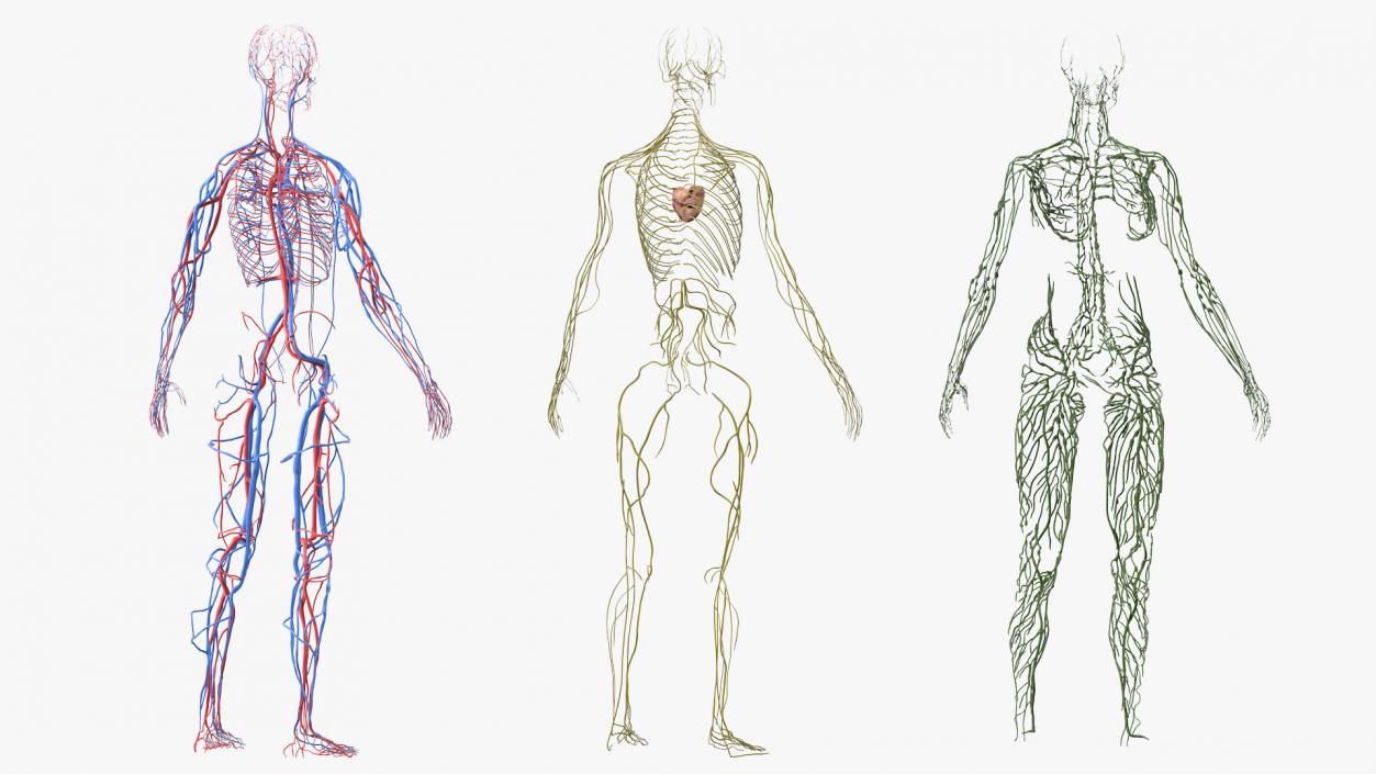 3D Female Cardiovascular Lymphatic and Nervous Systems