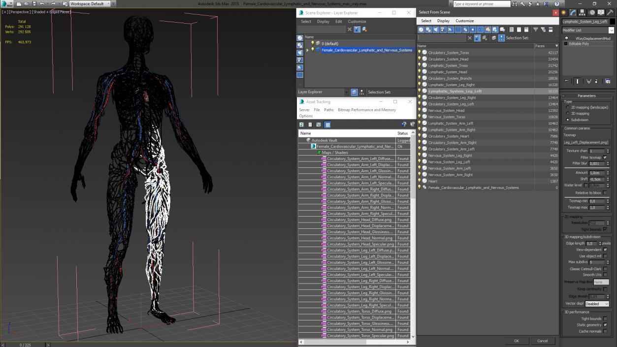 3D Female Cardiovascular Lymphatic and Nervous Systems