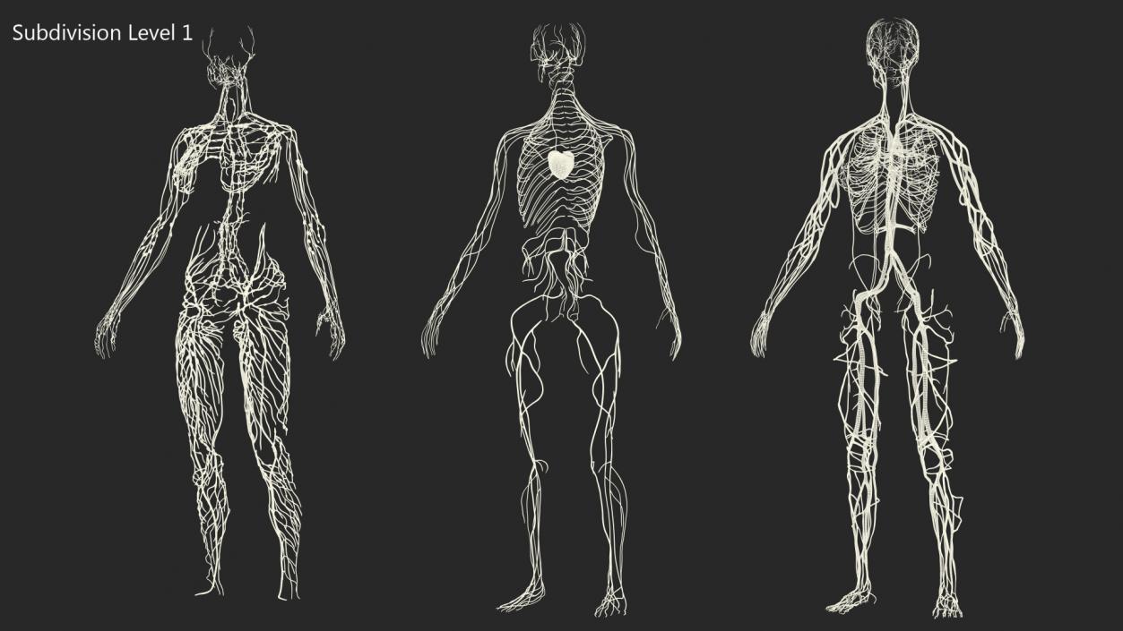 3D Female Cardiovascular Lymphatic and Nervous Systems