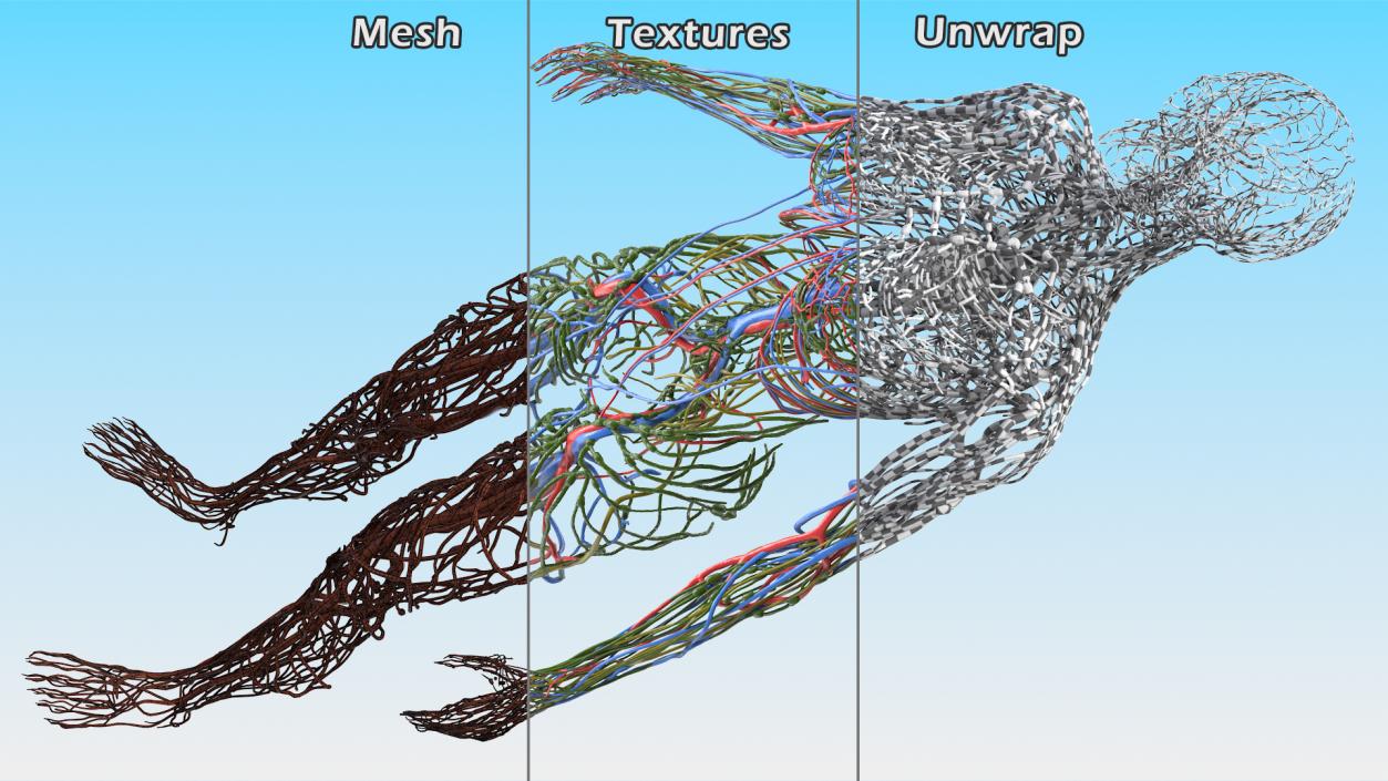 3D Female Cardiovascular Lymphatic and Nervous Systems