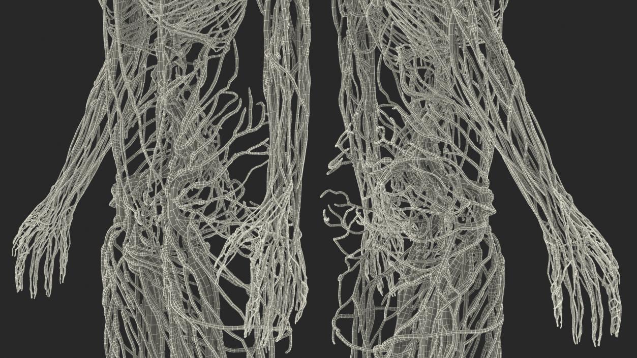 3D Female Cardiovascular Lymphatic and Nervous Systems