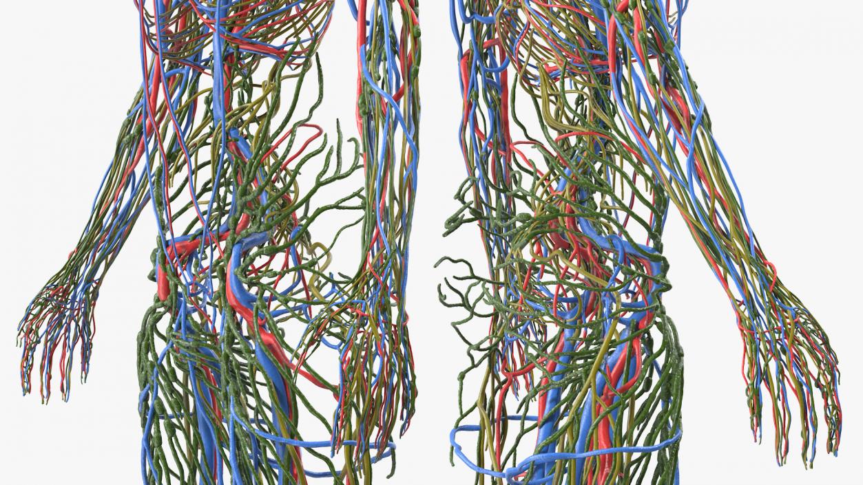 3D Female Cardiovascular Lymphatic and Nervous Systems