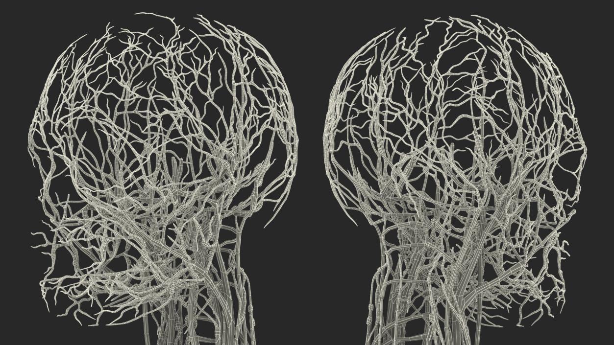 3D Female Cardiovascular Lymphatic and Nervous Systems