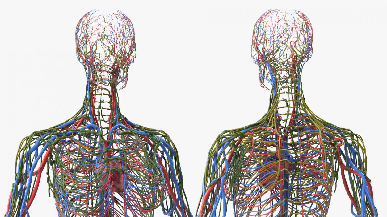 3D Female Cardiovascular Lymphatic and Nervous Systems