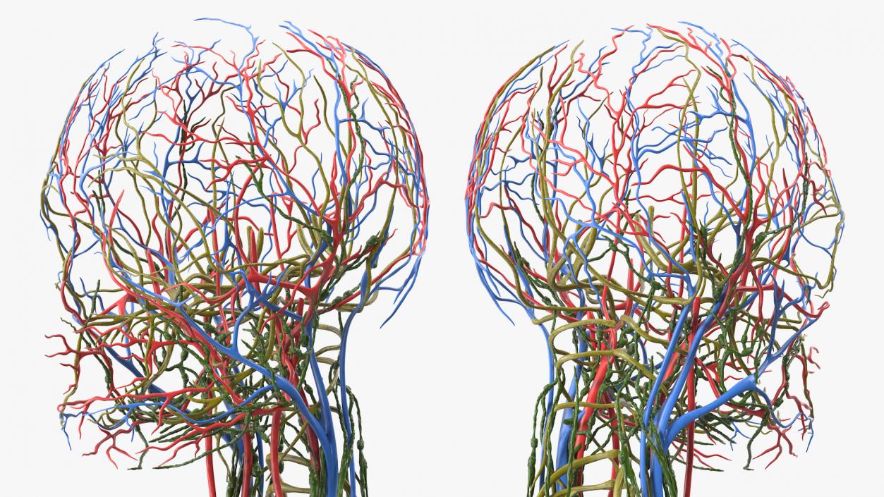 3D Female Cardiovascular Lymphatic and Nervous Systems