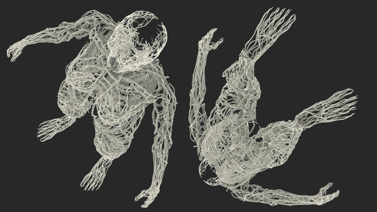 3D Female Cardiovascular Lymphatic and Nervous Systems