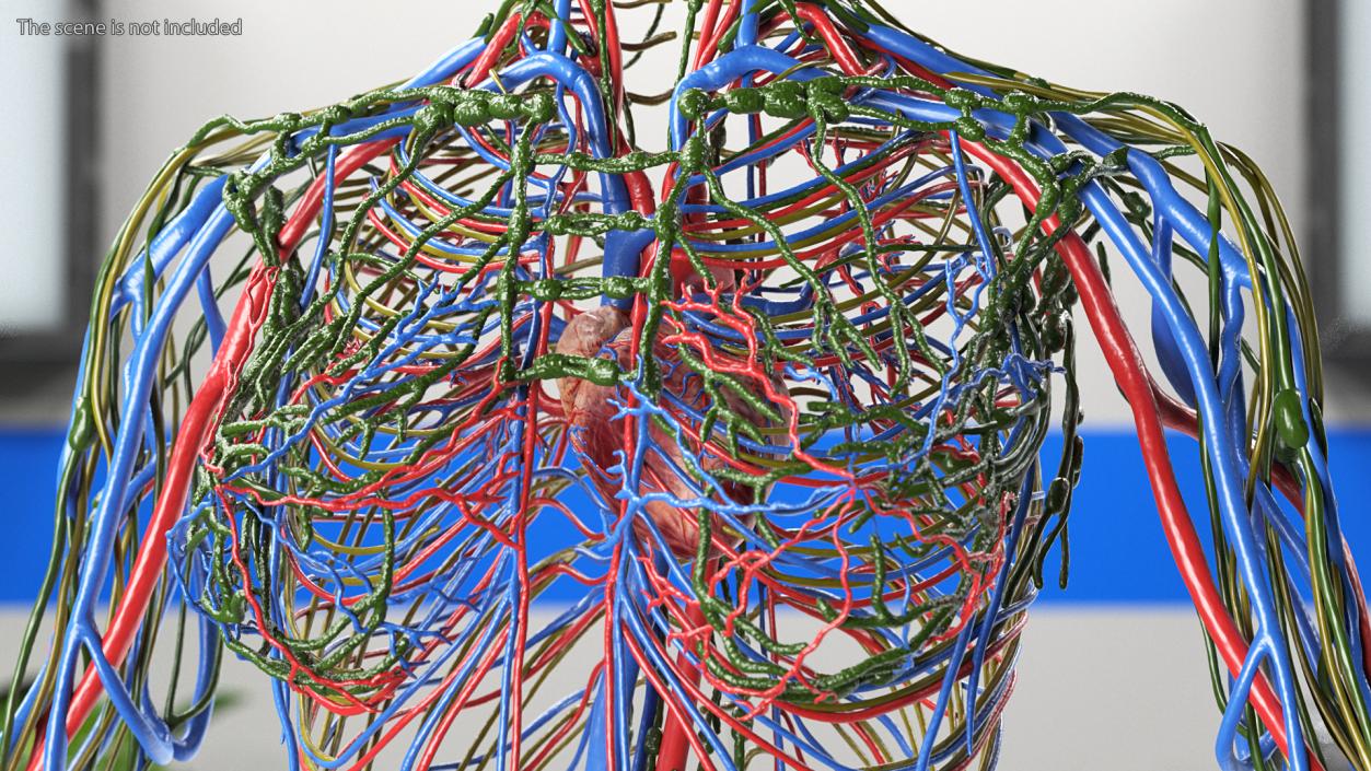 3D Female Cardiovascular Lymphatic and Nervous Systems