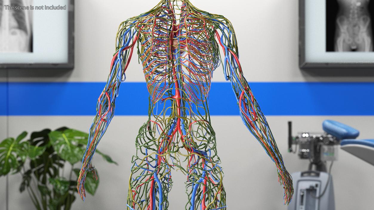 3D Female Cardiovascular Lymphatic and Nervous Systems