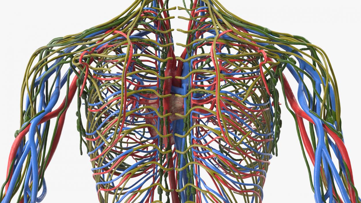 3D Female Cardiovascular Lymphatic and Nervous Systems