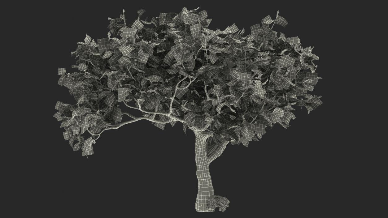 Big Fig Tree with Fruits 3D model