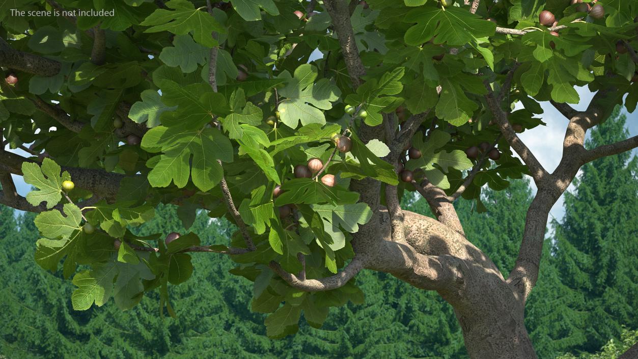 Big Fig Tree with Fruits 3D model