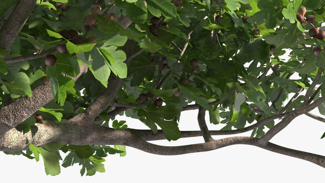 Big Fig Tree with Fruits 3D model