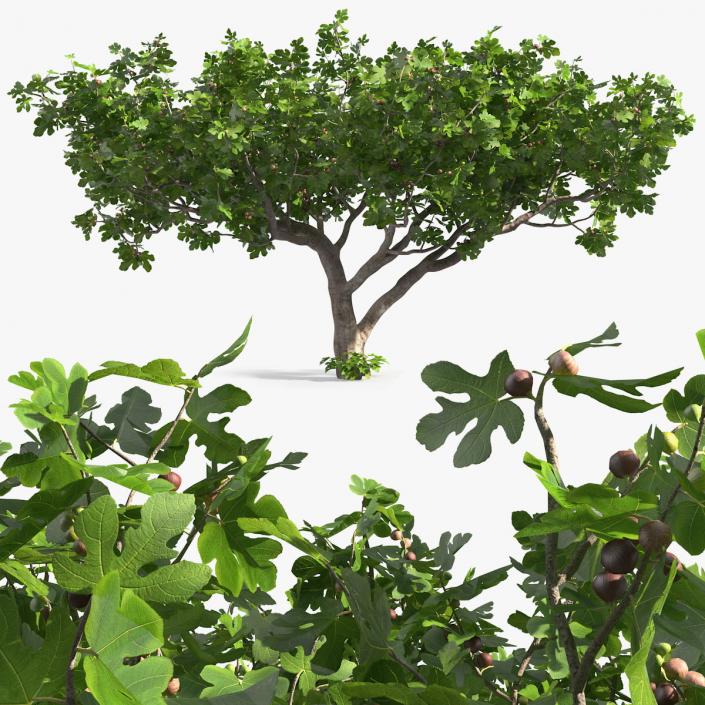 Big Fig Tree with Fruits 3D model