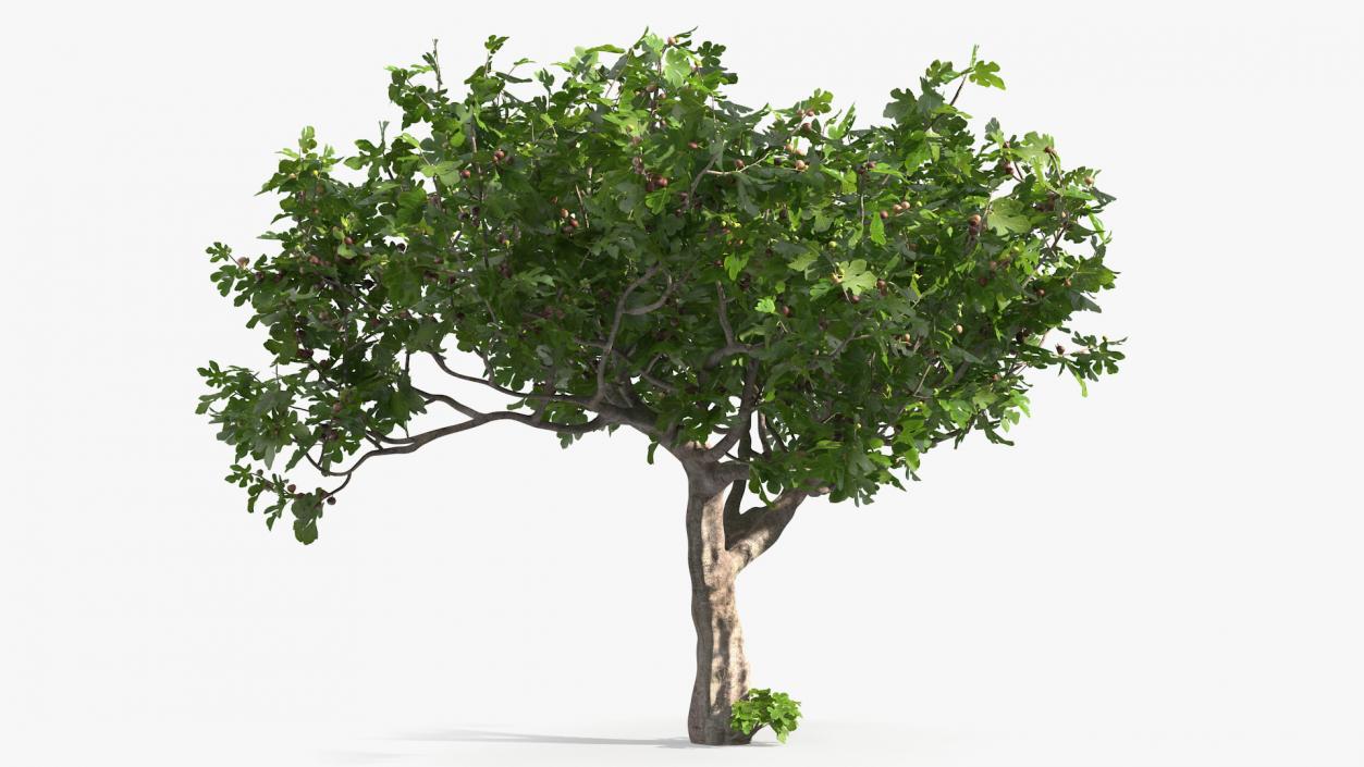 Big Fig Tree with Fruits 3D model