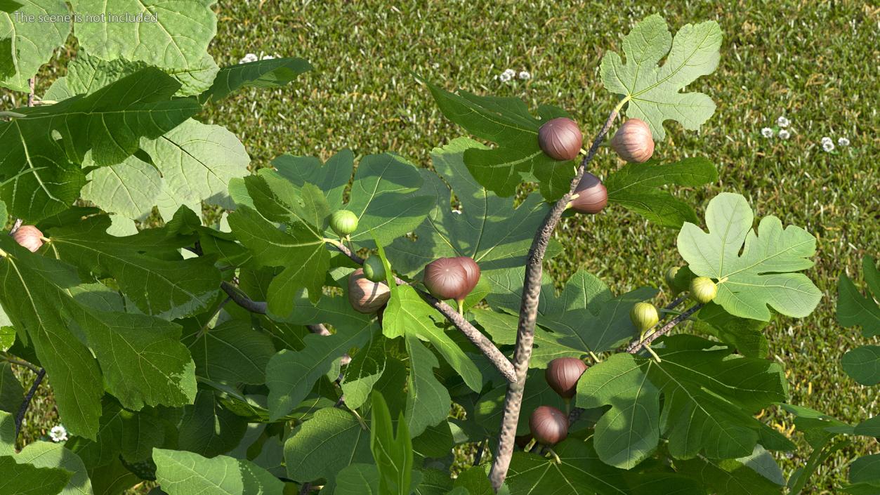 Big Fig Tree with Fruits 3D model