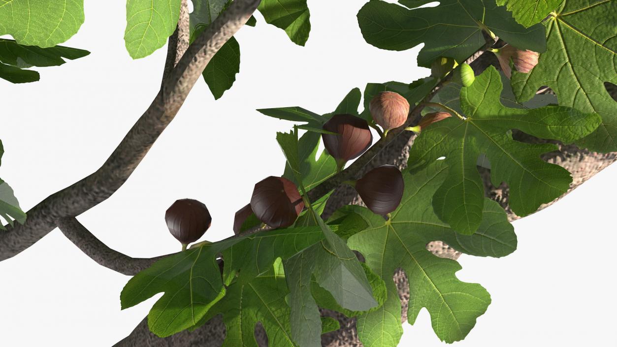 Big Fig Tree with Fruits 3D model