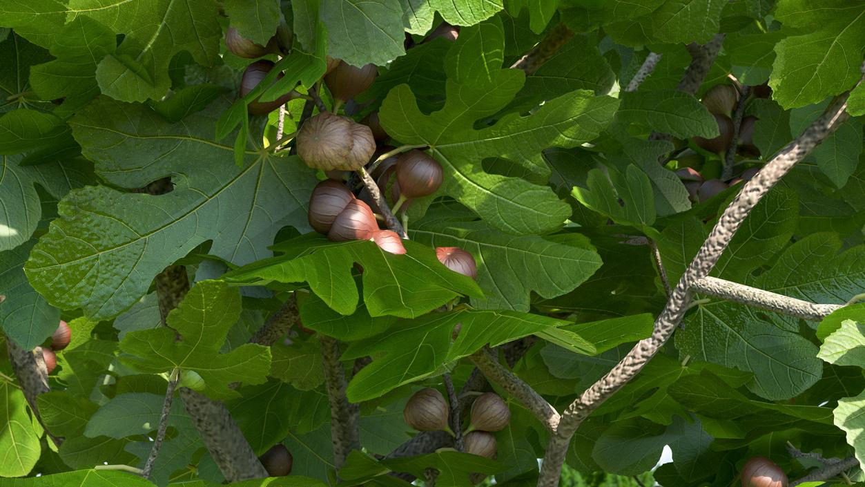 Big Fig Tree with Fruits 3D model