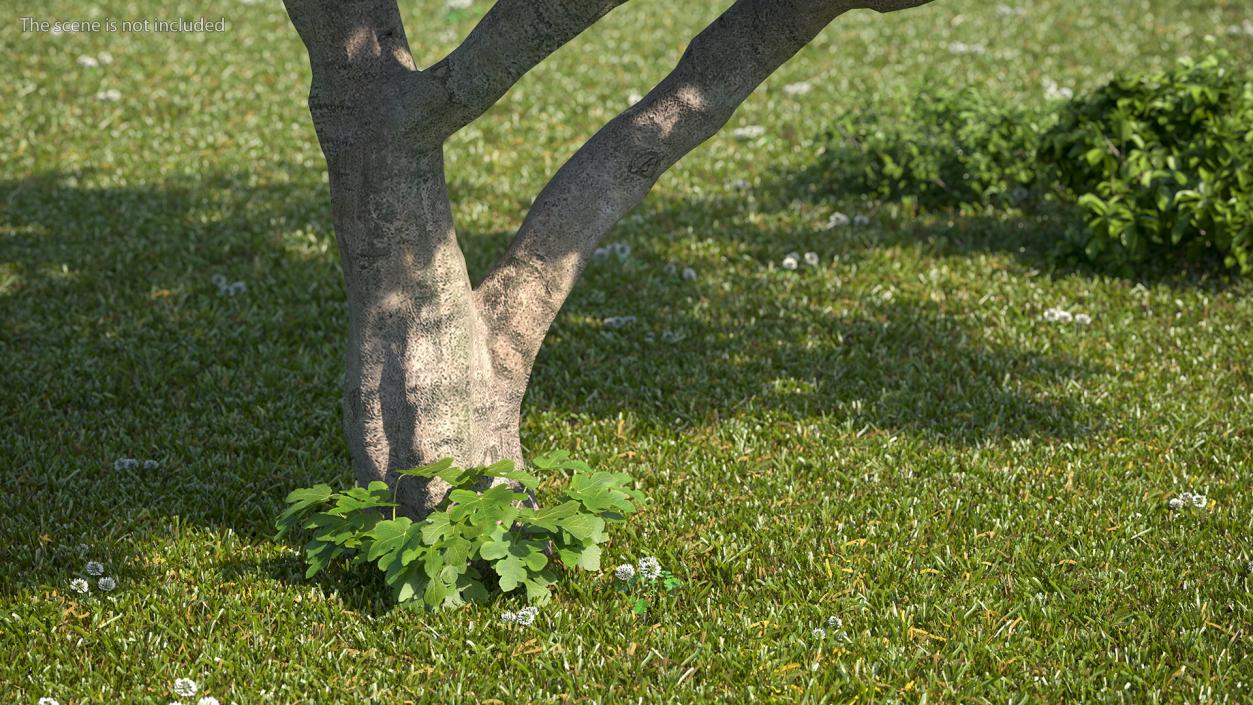 Big Fig Tree with Fruits 3D model